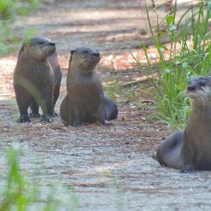 Meet your Posher, Charles